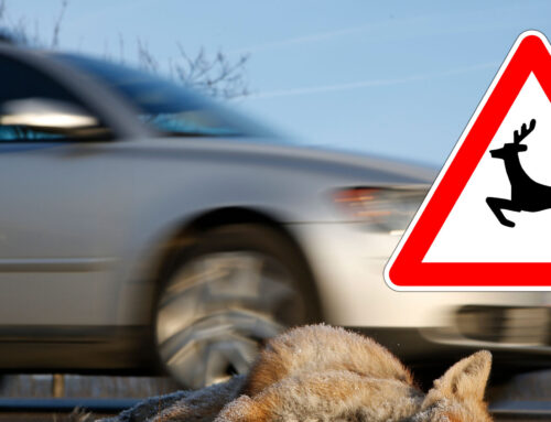KÄRNTNER JÄGERSCHAFT: Wildtiere im Straßenverkehr