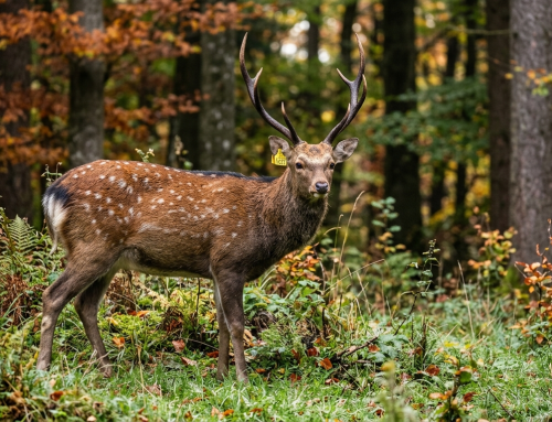Jagd Österreich: Nein zur Keulung tausender Sika in Österreich