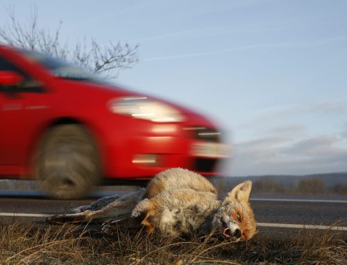 Jagd Österreich: Wildunfälle sind nicht „halb so wild“
